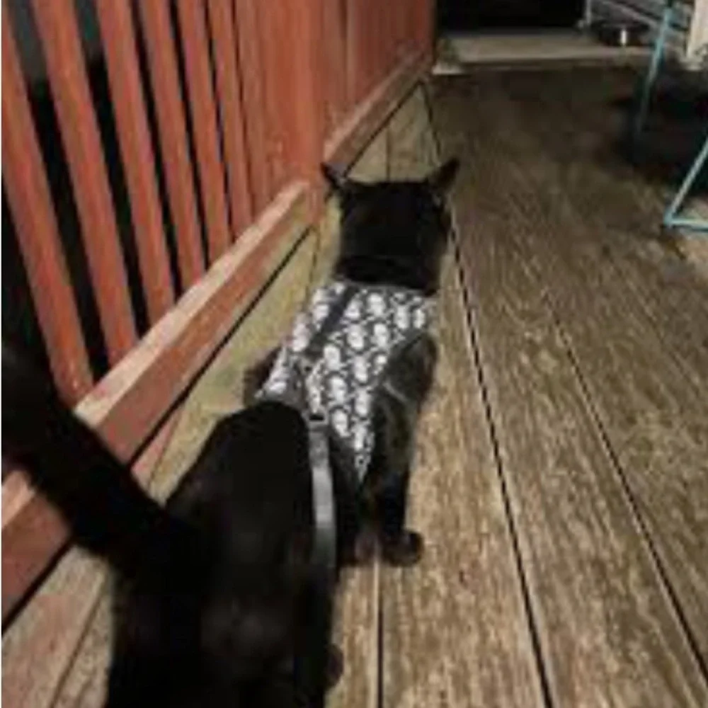 Skull Pattern Cat Harness with Leash